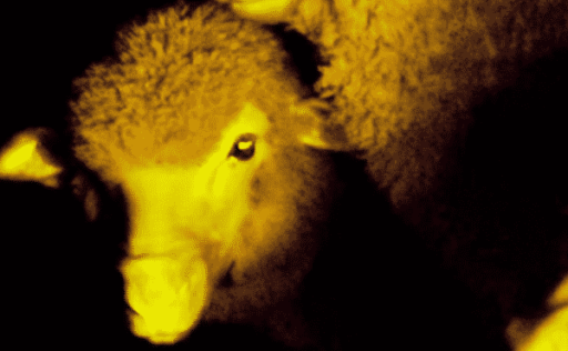 Read more about the article Gene Modification Makes Sheep Glow In The Dark