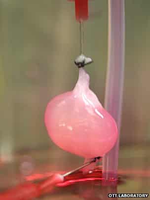 Kidney Grown In Lab For Rat