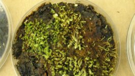 400-Year-Old Frozen Plants In Glacier Come Back To Life!