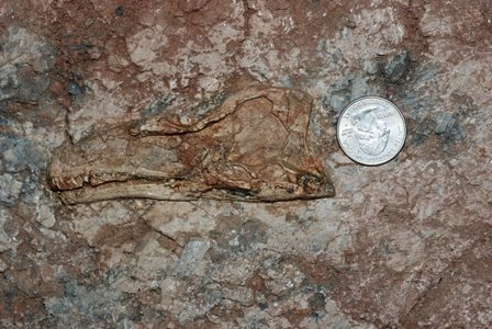 Read more about the article Researchers Discovered Fossils Of Baby Dinosaur In China