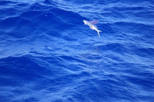Read more about the article Researchers Created A Jumping And Gliding Robot Inspired By A Flying Fish
