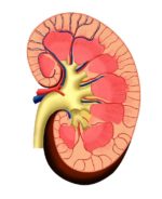Researchers Working On Printing A 3D Kidney