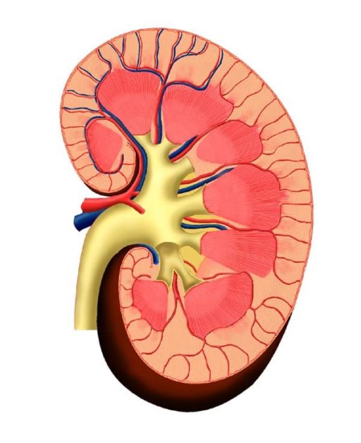 Read more about the article Researchers Working On Printing A 3D Kidney