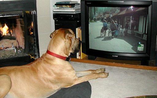 Read more about the article Do Dogs See And Understand What’s Happening On TV?