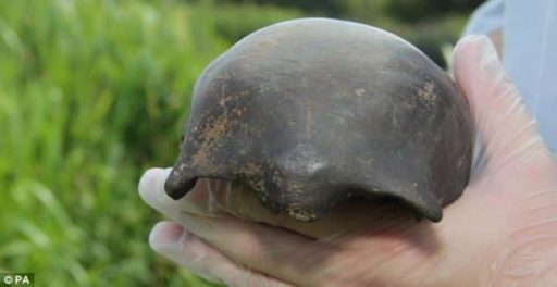 Read more about the article 5,000-year-old Human Skull Discovered At Avon River