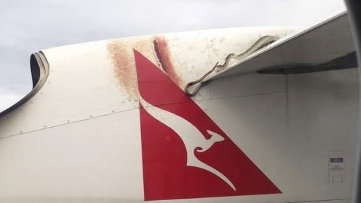 Read more about the article Real Tiny Snake Found On A Plane, Force Emergency Landing In Sydney