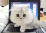 Dell Users Found Smell Of Cat’s Pee In Latitude 6430u Ultrabook