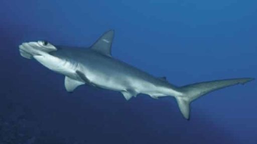 Read more about the article [Video] Researchers Discovered New Species Of Hammerhead Shark
