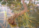 Researchers Solved The Mystery – How Fire Ants Survive Floods