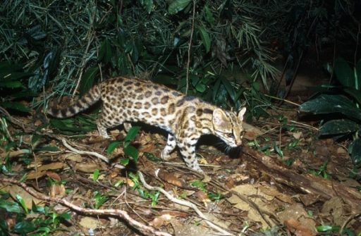 Read more about the article Researchers Discovered ‘Virtually Same But Genetically Different’ New Tiger Cat In Brazil