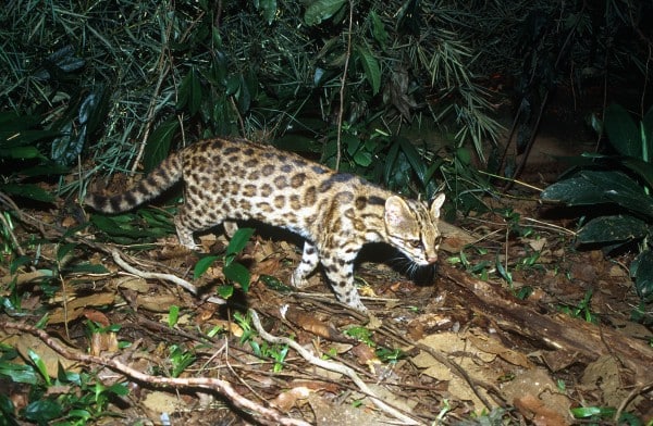 You are currently viewing Researchers Discovered ‘Virtually Same But Genetically Different’ New Tiger Cat In Brazil