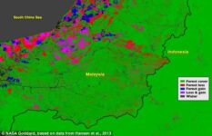 Google Maps Reveal Region-Wise And Global Deforestation Rates