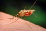 Nonprofit Sends Malaria Box To Researchers To Help Find New Cures