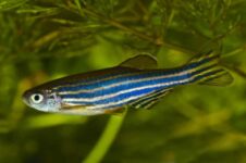 Zebrafish Share 70% Of The Same Genes As Humans, Could Smell Rotting Flesh