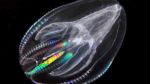 Researchers Say All Animals On Earth May Have Come From Comb Jelly