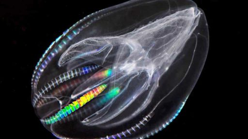 Read more about the article Researchers Say All Animals On Earth May Have Come From Comb Jelly
