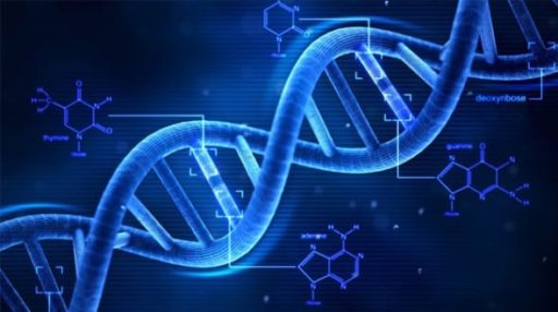 Read more about the article Scientists Discovered A Second DNA Code Within Human Body!