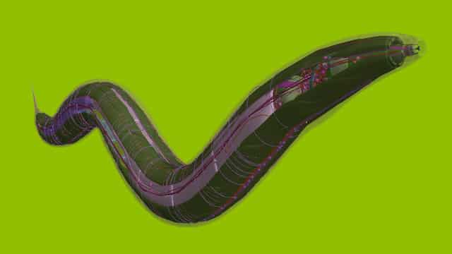You are currently viewing [Video] Scientists Created Artificial Worm Using Computer Code, Behaves Like Natural Worm