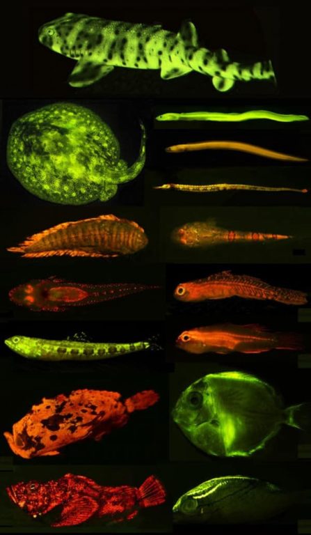 Read more about the article Scientists Discovered 180 Species That Can Glow Under Water