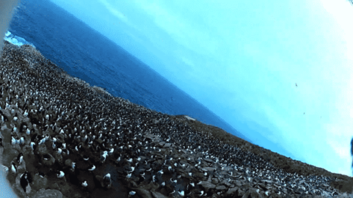 Read more about the article [Video] Bird Steals Camera, Films Gorgeous Aerial Footage Of Penguin Colony