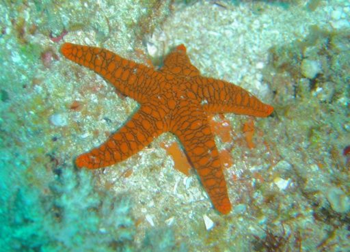 Read more about the article Scientists Discovered Starfish Can See!
