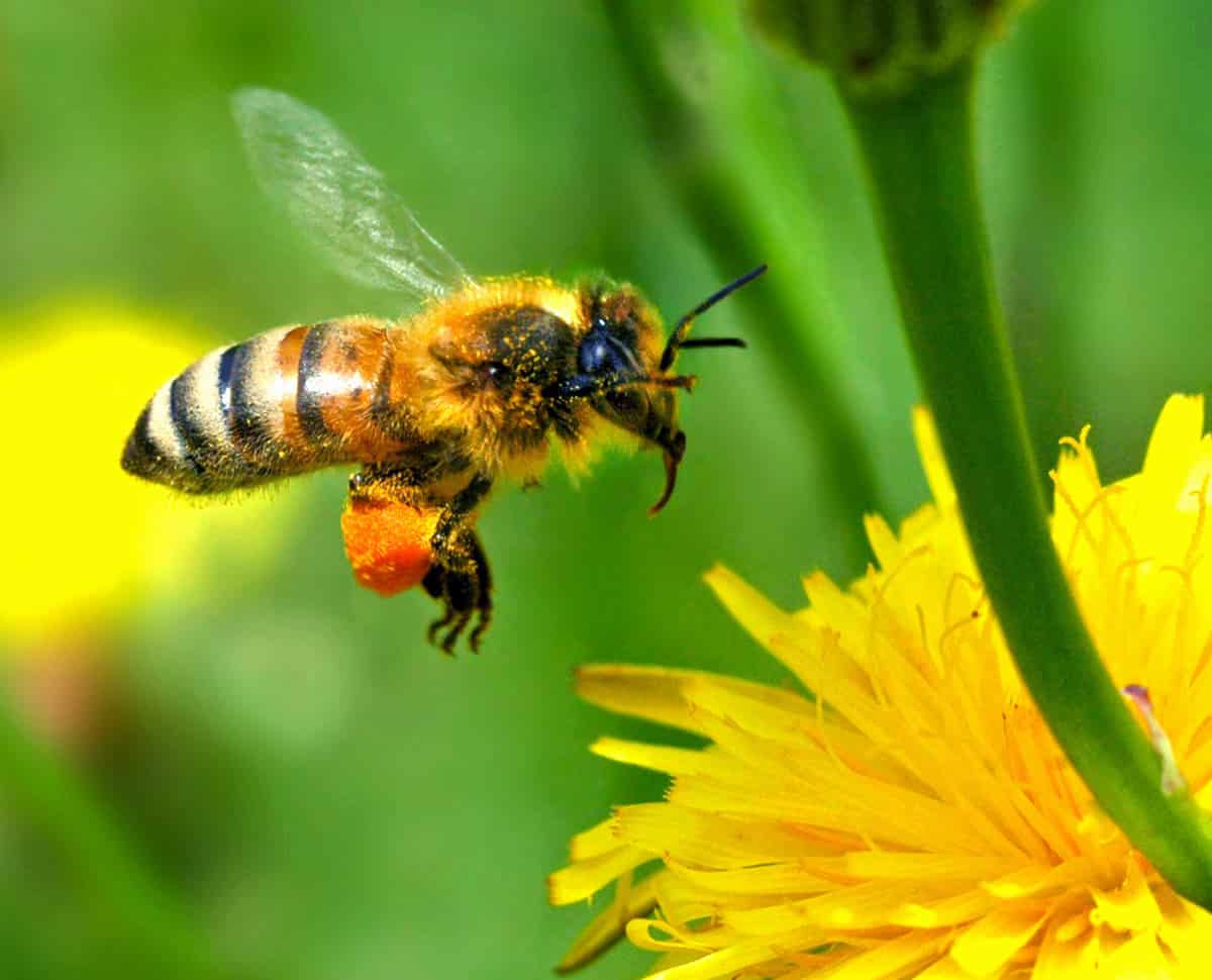 Read more about the article Australian Scientists Plan To Put Sensors On Bees