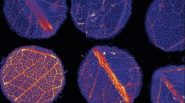 Plants Can Be Helpful In Finding Gold Deposits