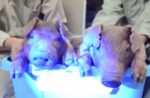 Scientists Use Jellyfish DNA To Create Pigs Which Glow In The Dark