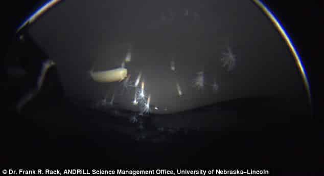 You are currently viewing Scientists Find Entirely New Upside-Down Sea Species Under Antarctic Ice
