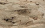 Archaeologists Discovered 800,000-year-old Footprints In England