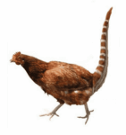 Scientists Put Fake Tails On Chickens To Study How Dinosaurs Might Have Moved