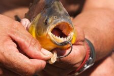 66-Year-Old Man Dares To Smuggle Around 40,000 Piranhas Into NYC