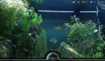 Use This Cool Web App To Feed Real Fish For Fun