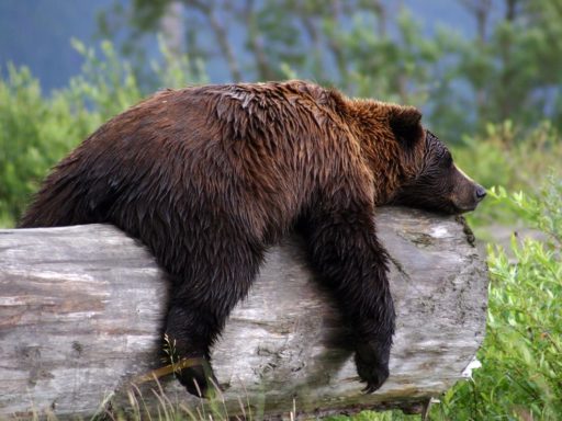 Read more about the article Grizzly Bears May Help Us Find Better Weight Loss Solutions
