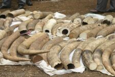 US Bans Commercial Imports And Exports Of Elephant Ivory