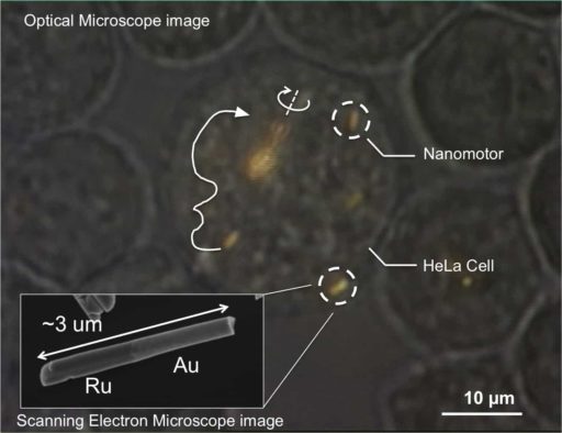 Read more about the article Nanomotors Placed, Controlled Inside Living Cells For The First Time