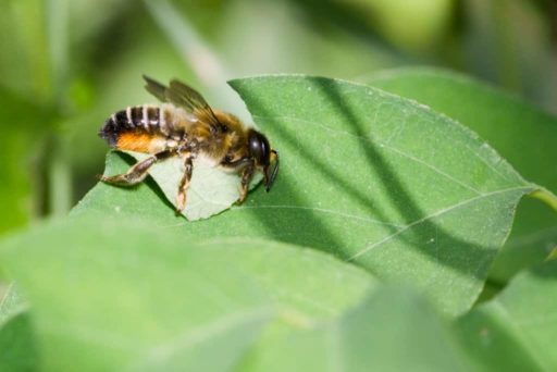 Read more about the article Urban Bees Use Plastic To Create Their Hives