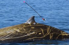 Whale Dives For More Than 2 Hours, Breaks Record For Holding Breath Underwater