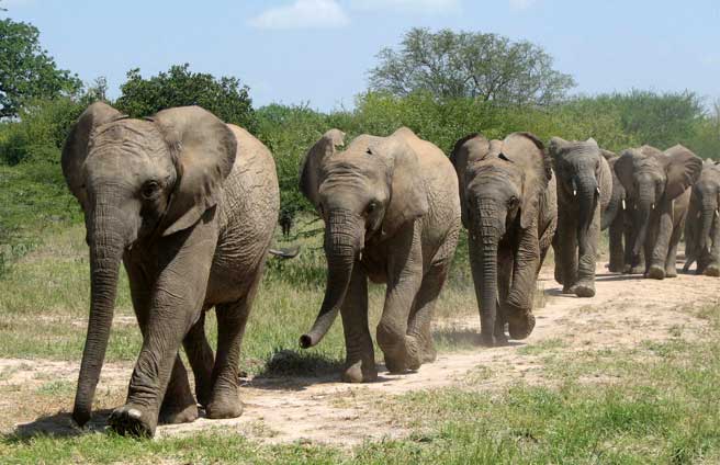 You are currently viewing Elephants Can Understand Human Voices More Accurately Than Us