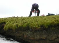 1500 Years Old Moss Sprouts And Comes Back To Life