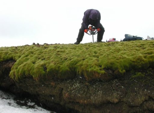 Read more about the article 1500 Years Old Moss Sprouts And Comes Back To Life