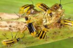 Corn Rootworm Evolves, Becomes Immune To Poisonous Corn