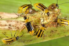 Corn Rootworm Evolves, Becomes Immune To Poisonous Corn