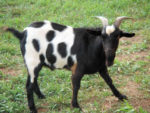 Study Shows Goats Have Excellent Problem-Solving Skills And Long-Term Memory