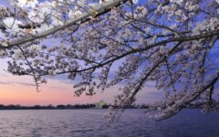 Cherry Trees Blossom Years Early After Space Trip