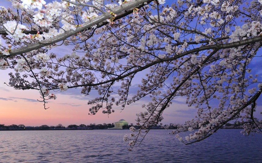 Read more about the article Cherry Trees Blossom Years Early After Space Trip