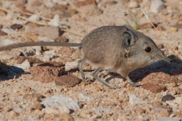 scientists-discovered-new-animal