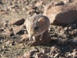 Scientists Discovered New Animal, A Combination Of Mouse And Elephant