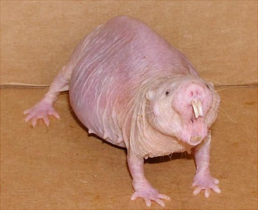 Read more about the article Scientists Say Naked Mole Rats Could Help People Live Longer