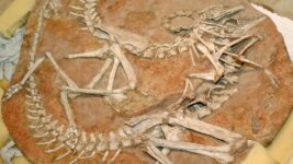 18 Stolen Dinosaur Skeletons Returned To Mongolia